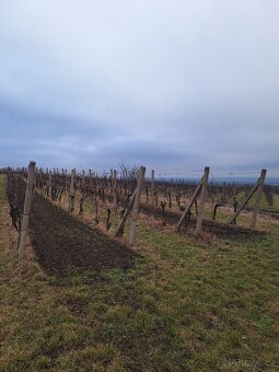 Prodej, pronájem vinohradu - 3