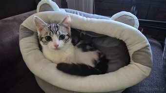 Britská koťátka - 3