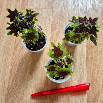 AFRICKÉ OKRASNÉ KOPŘIVY COLEUS - rostlinky - 3