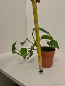 epipremnum aureum šplhavnice zlatá šplhavnik - 3