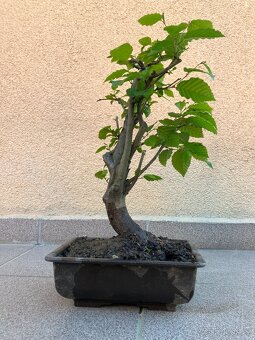 Bonsai, Bonsaj, jamadori, habr - 3