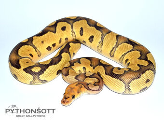 MLÁĎATA KRAJTY KRÁLOVSKÉ (Python regius) - 3