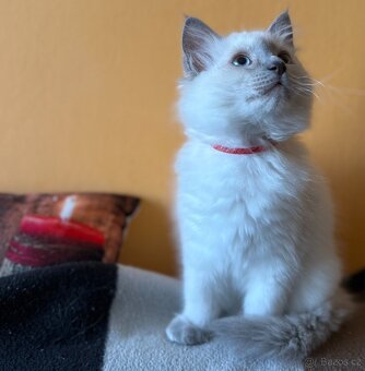 Ragdoll nádnehné koťátko bez PP - 3