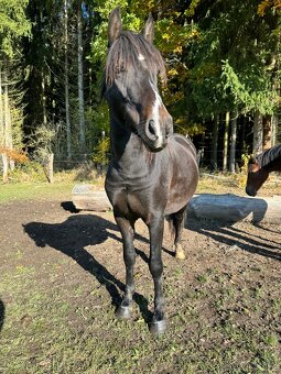 Wpbr pony - 3