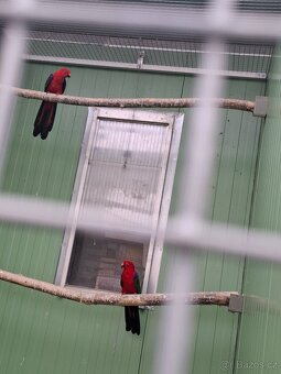Papoušek Amboinský(amboines amboinensis) - 3