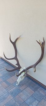 Trofej jelena, paroží - 3