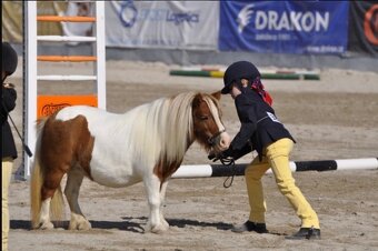 Top mini Shetland klisna - 3