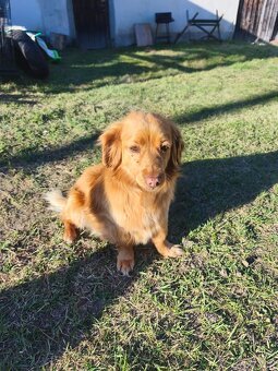 Daruji 9 let. Psa - 3