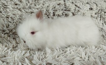 Zakrslý králíček, králík-(TEDDY)-HERBERT A HEIDY - 3