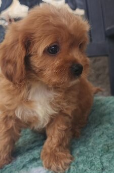 Cavapoo pudl kavalir - 3