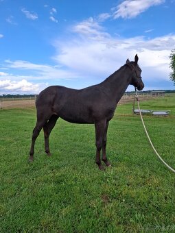 Appaloosa - 3