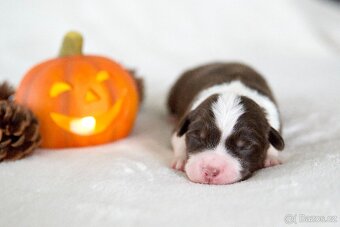 Miniaturní americký ovčák s PP - 3