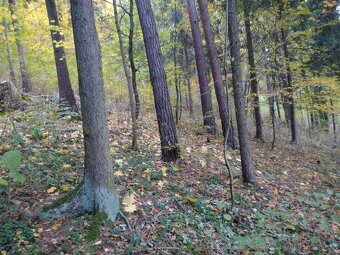 Lesní pozemek 2485 m2, Rabí - Čepice - 3