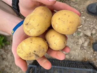 Brambory konzumní - 3
