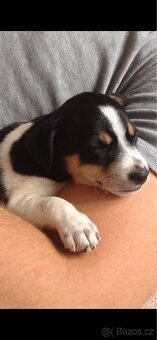 Hledáme fenečku Jack Russell teriéra ❤️ - 3