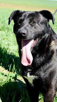 ALLEGRA K ADOPCI-3 ROKY, MILÁ,VDĚČNÁ,ODDANÁ - 3