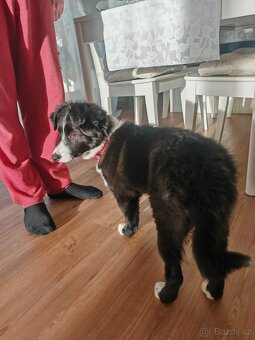 Border kolie fenka "Meggie" - 3