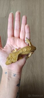 Pagekon řasnatý - mladý sameček (2) - 3