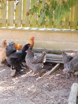 Brahmánka velká NV - 3