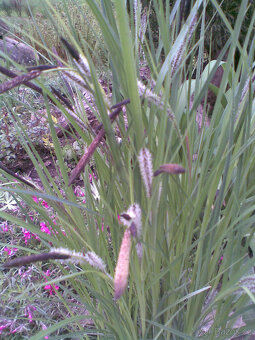 Ozdobná travina Carex Riparia zelená sazenice - 3