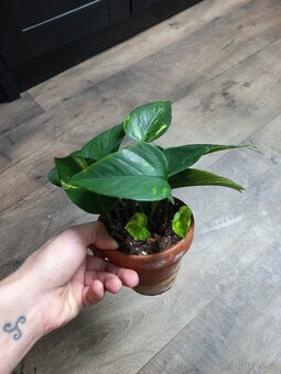 Malý pothos pokojová rostlina - 3