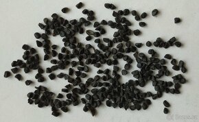 Bělozářka liliovitá - Anthericum liliago 150 semen 50 Kč - 3