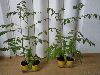 Nabízím sazenice rajčat (60 cm), zdravé a silné - 3