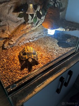 Želva zelenavá + terarium - 3