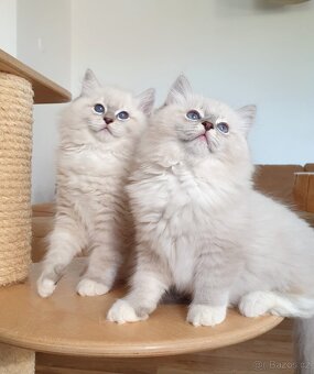 Ragdoll kocourek s PP, blue lynx mitted. - 3