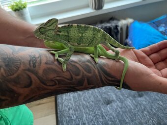 Chameleon jemenský - 3