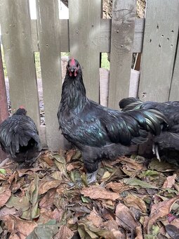 Australka velká - kohout - 3