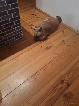 Čivava krizena s joksirem - 3