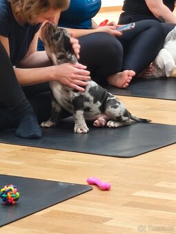 Old english buldod s PP staroanglicky buldok - 3