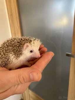 Ježek bělobřichý - mláďata - 3