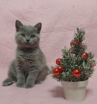 Britské modré koťátko britské kotě - 3