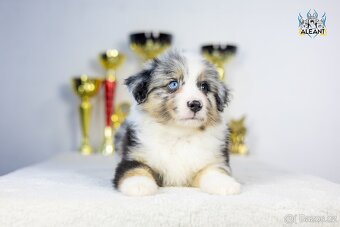 Miniatúrní americký ovčák s PP- instagram - Aleantmas - 3