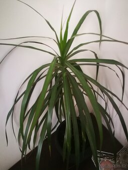 Dracéna - 3
