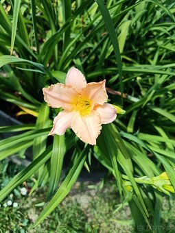 Keře, stromy, trvalky - 3