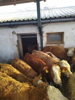 Jalovice masný simental - 3