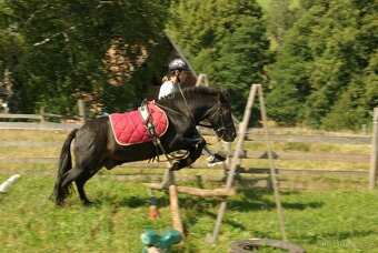 Pony valach, 15 let - 3