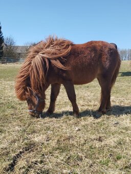 Mini pony, American Miniature Horse s PP-valášek - 3