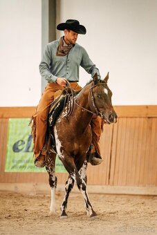 Appaloosa Hřebec - 3