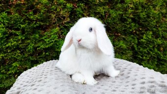 Zakrslý beránek, králíček, králík - TYMIÁN - 3