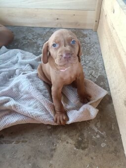 Labrador retriever x neznámý - 3