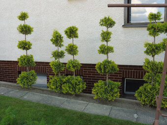 TOPIARY túje, tůje - 3