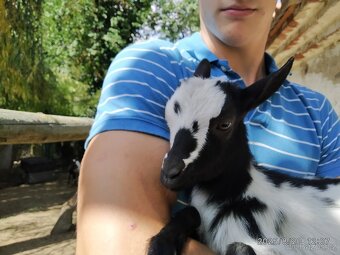 Holandská zakrslá kůzlata - prodej/výměna - 3