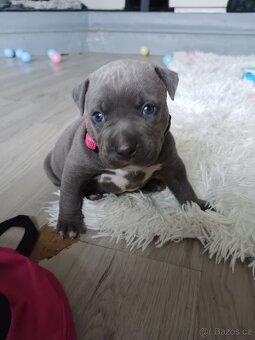 Štěňátka stafordšírský teriér - 3