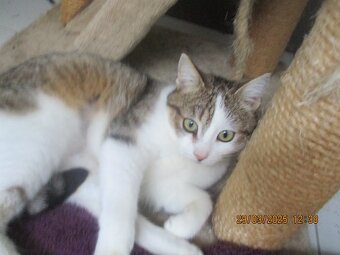 Elegantní kočička Gira zkrášlí domácnost - 3