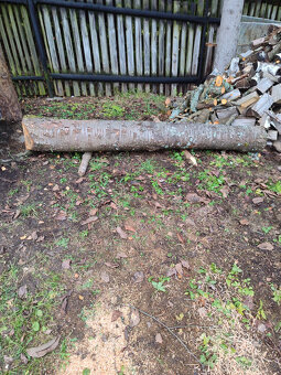 Třešeň - kmen - 3