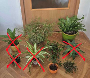 pokojové květiny- Brno - 3